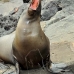 lion_sea_galapagos_san_v_0222_ecu2421.jpg